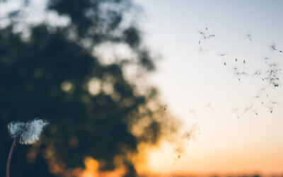 Les pollens : sources et impacts sur la santé