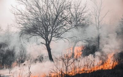 Wildfires: what are the health risks of smoke?