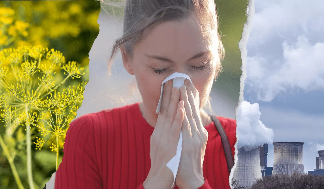 Pollen: Climate change, a factor increasing allergies